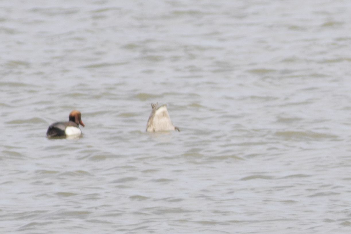 Red-crested Pochard